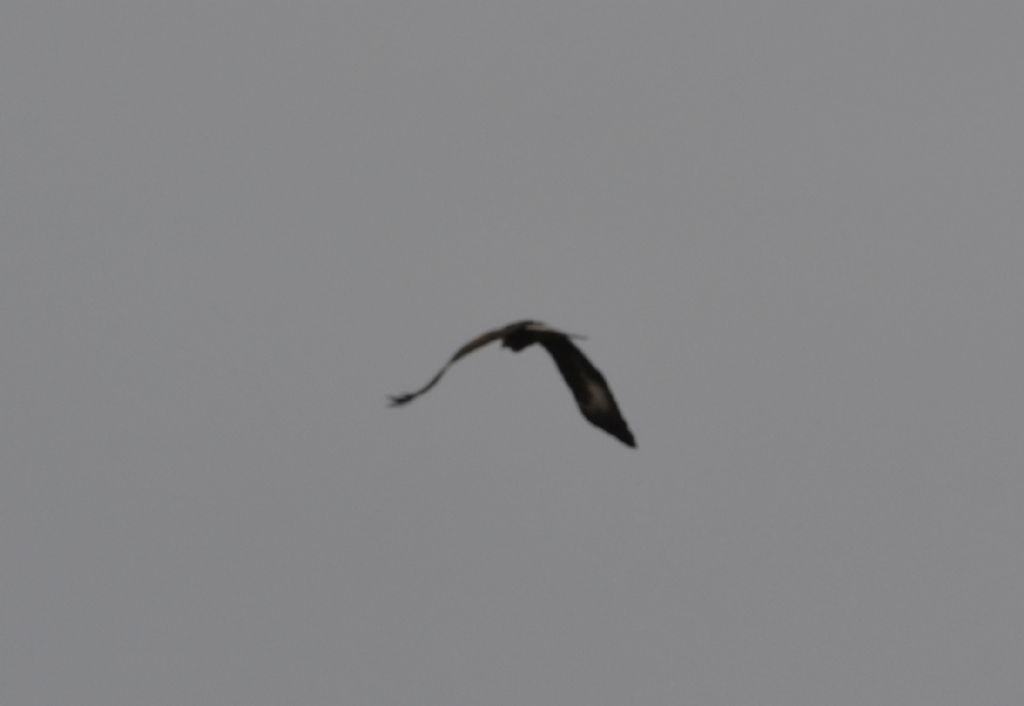 Rapace id.:  giovane Aquila reale